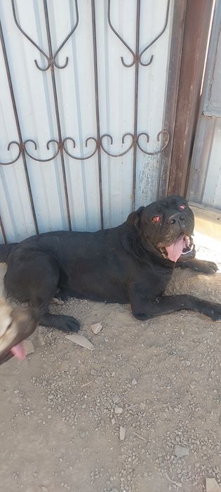 Итальянского Кане Корсо 6 мес мальчик