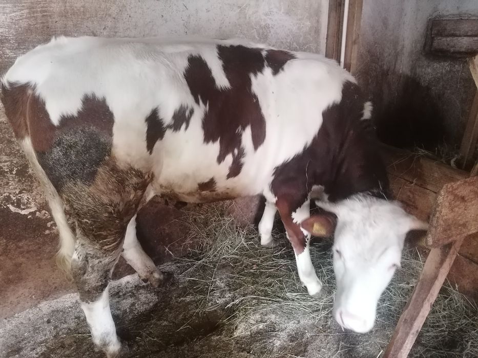 Junică frumoasă de vînzare