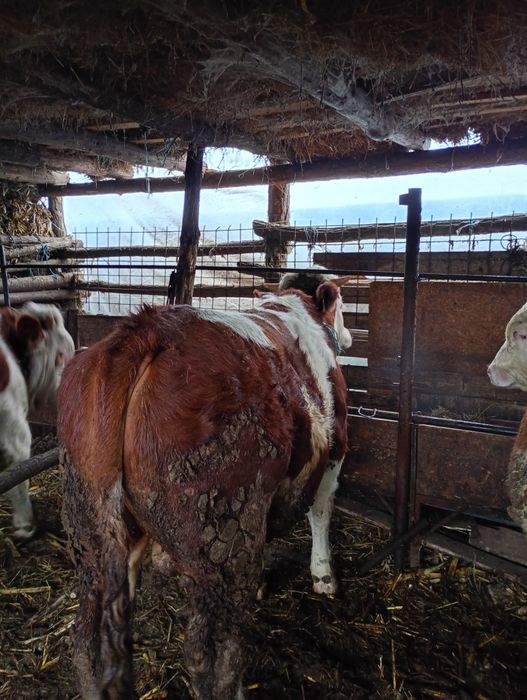 Viței de vânzare 3 bucati