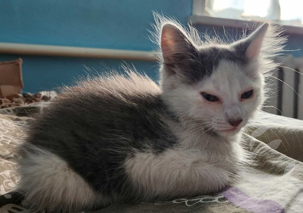 Отдам котенка-мальчика