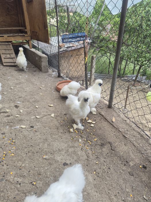 Cocoși Mătase Japoneză.