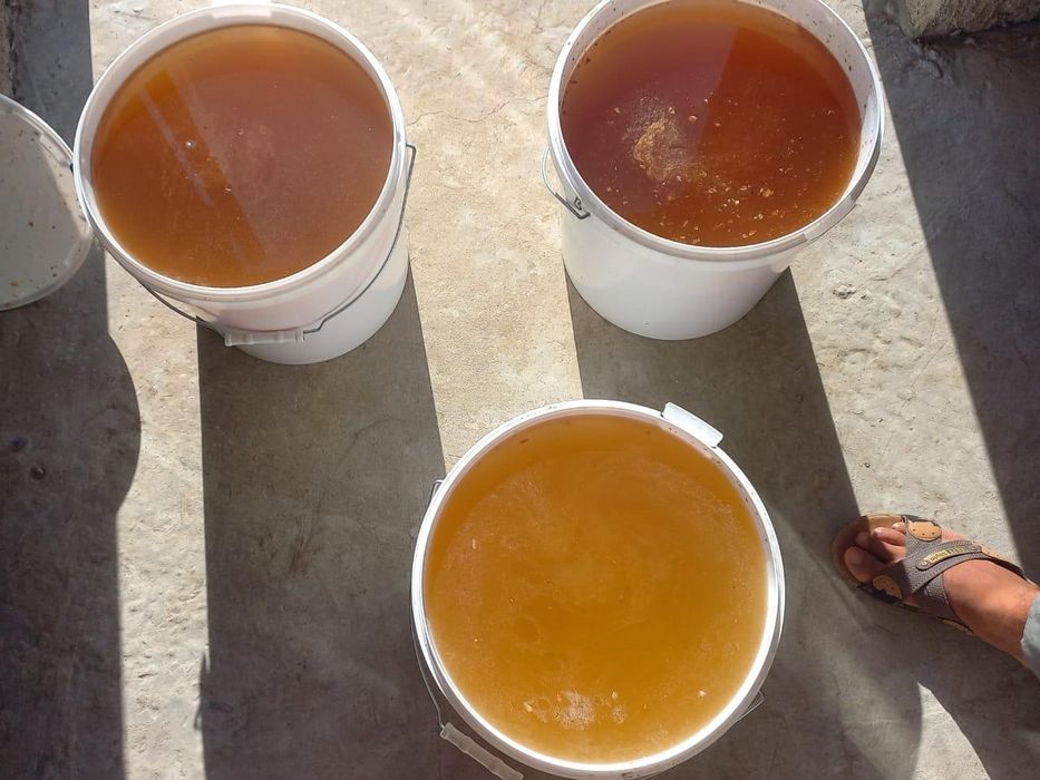 Сдам мед оптом 1400 за 1 кг