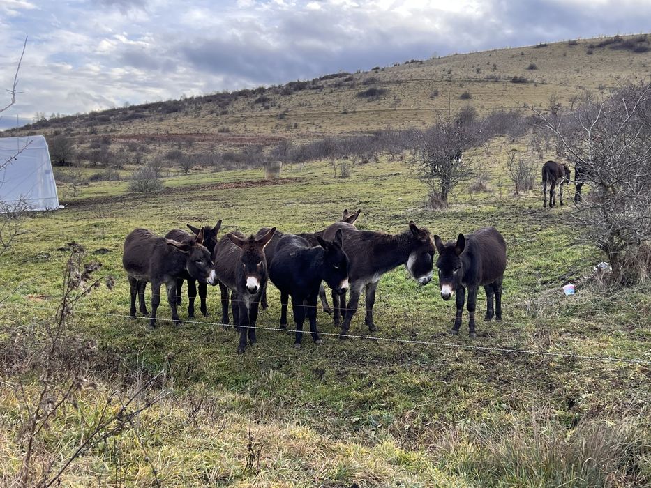 Lot 10 măgari – soluție naturală pentru pășuni / terenuri (ieftin de întreținut)