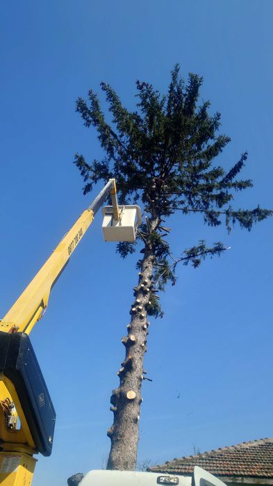 рязане на опасни дървета