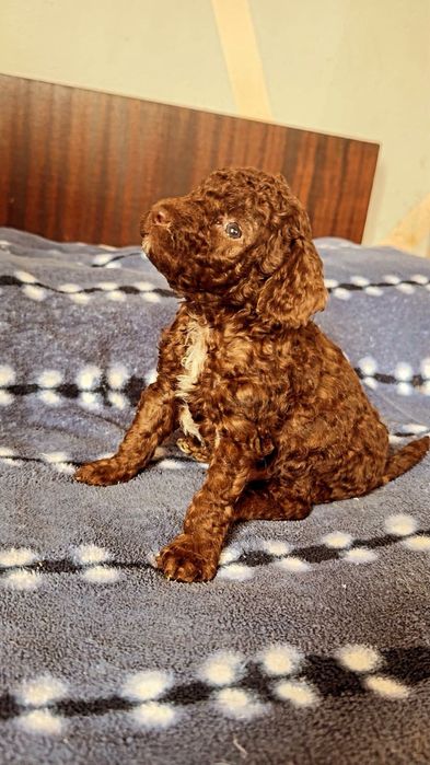 Мини пудели търсят стопани