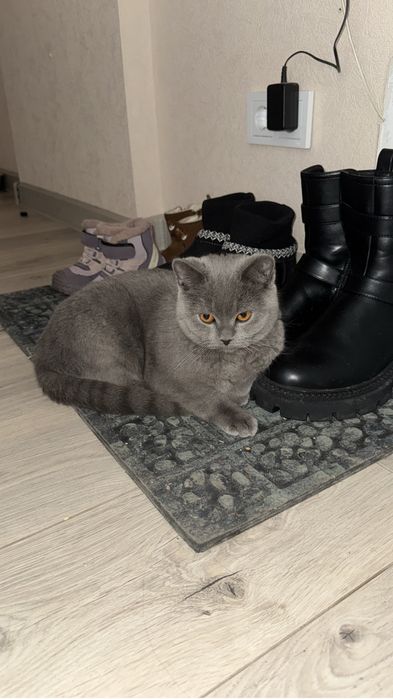 Животные  котик