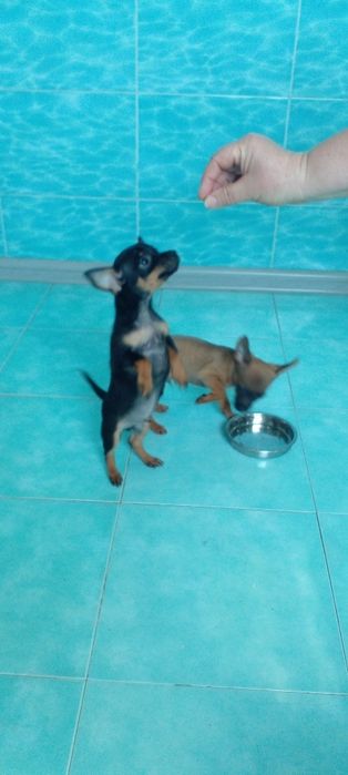 Щенки тойтерьера