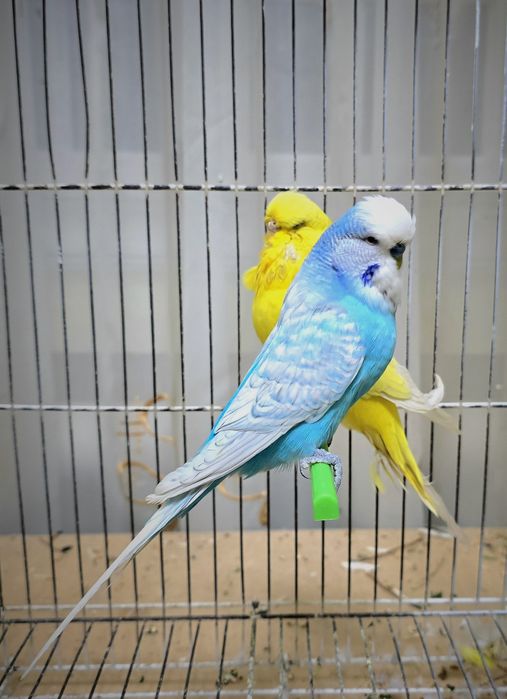 Андулка попугай нар мода