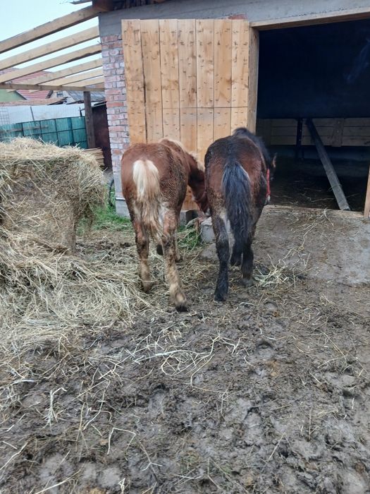 Mînji de vânzare de 5 luni