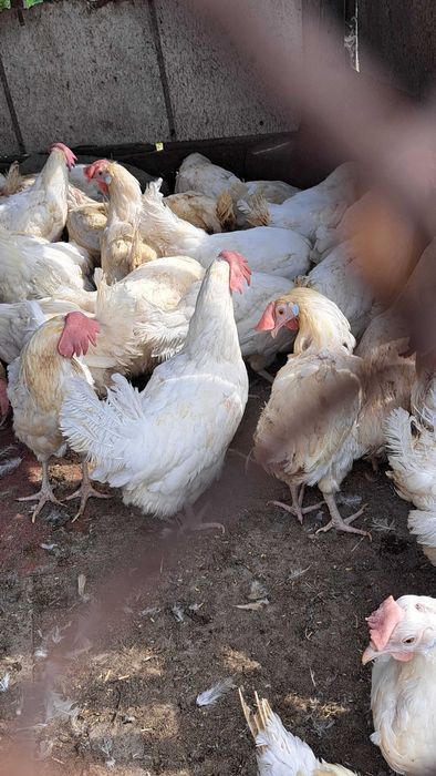 Куры несушки Хайсекс