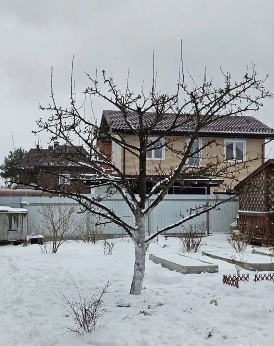 Обрезка . Обрезка плодовых деревьев