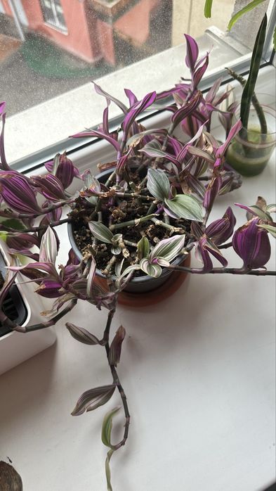 Традисканция Нанук