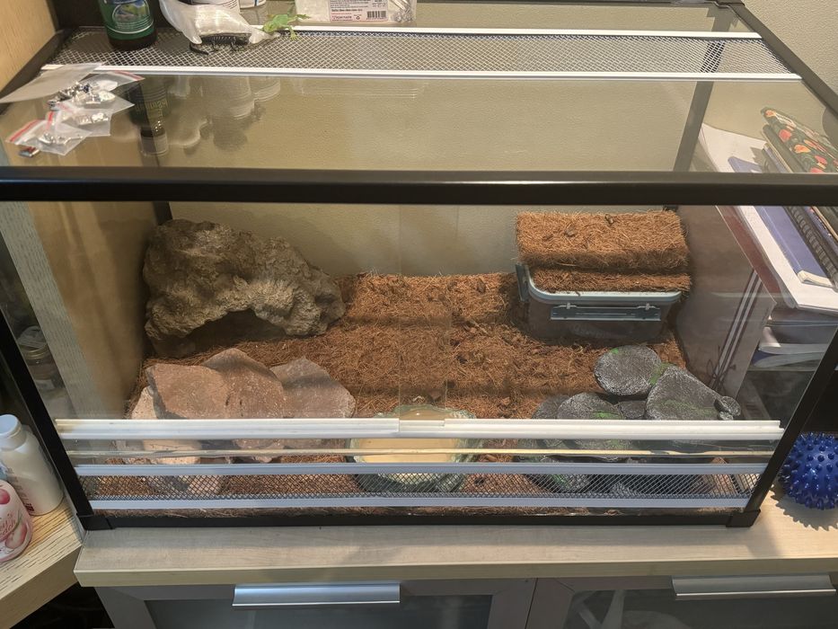 Продам эублефара с террариумом