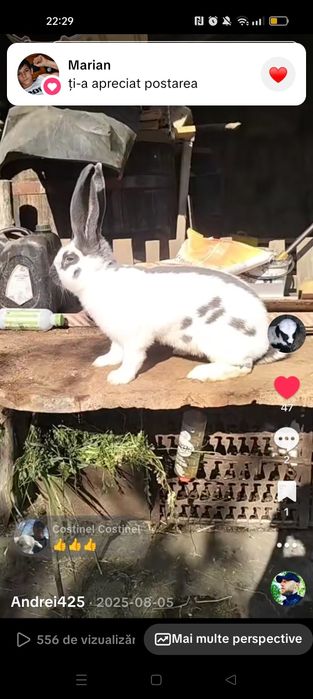 Iepuroi disponibil pt monte