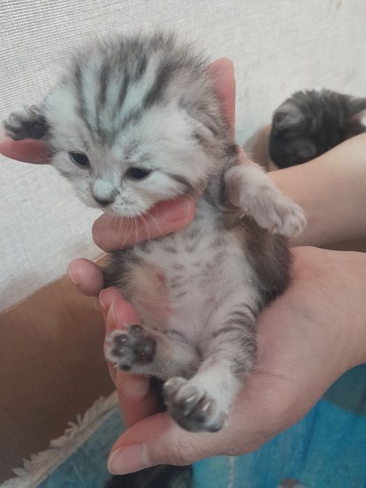 Продам шотладских котят