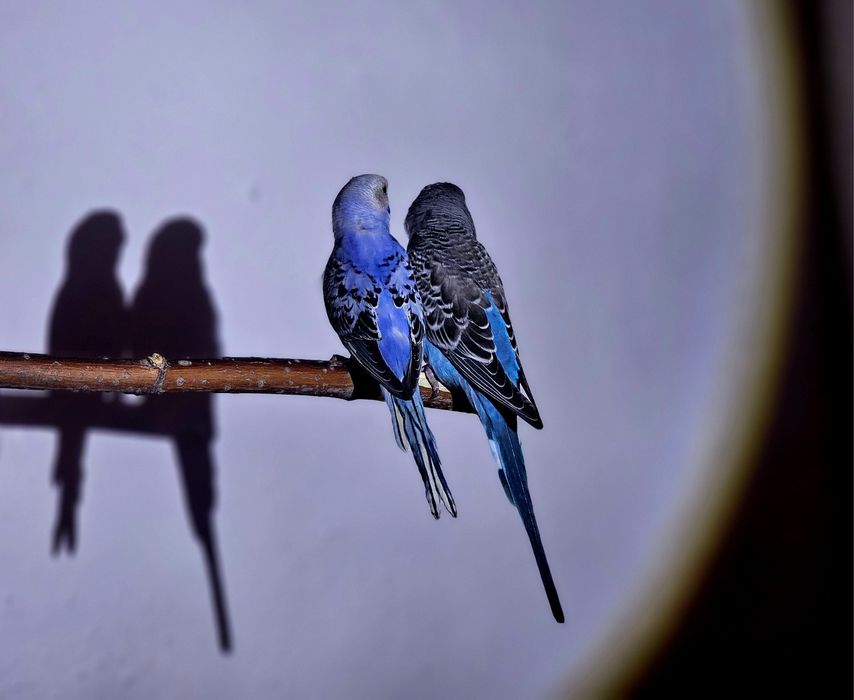 Волнистый попугай,домашние