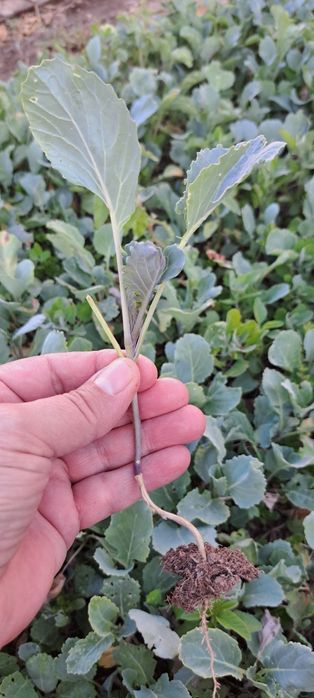 Кьосе разсад зеле