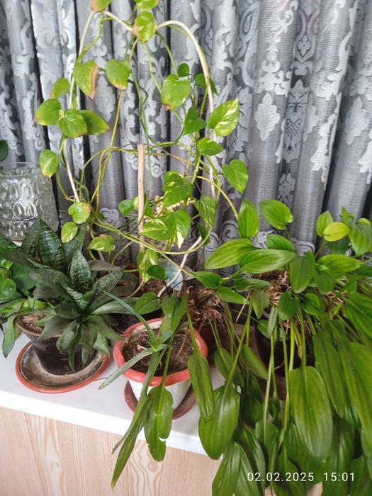 Цветы комнатные разные