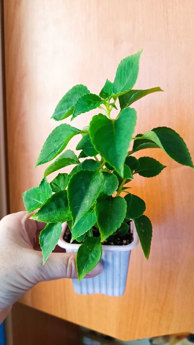 Бальзамины махровые