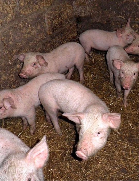 Продам поросят количество 7 штук