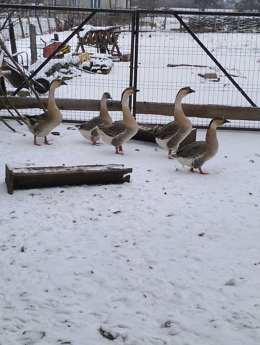 Gâște americane ouătoare pereche