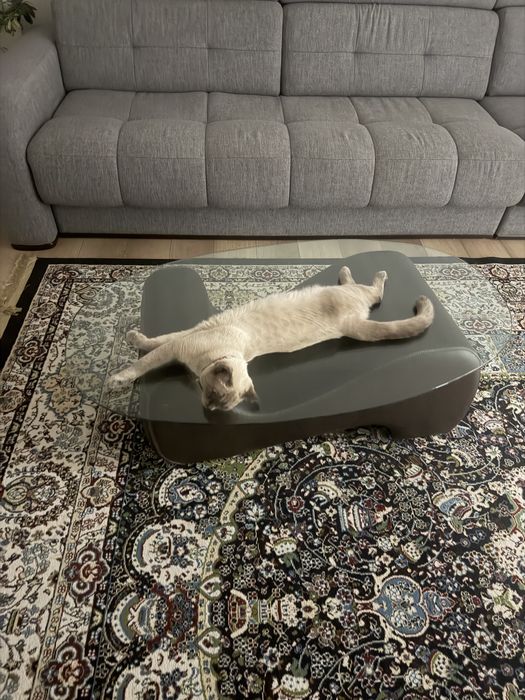 кошка отдам бесплатно