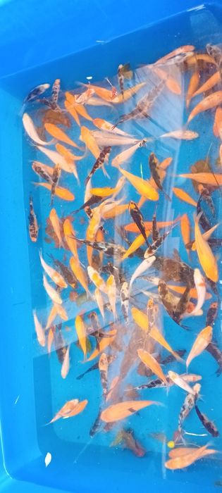 Crapi koi 7-15 cm