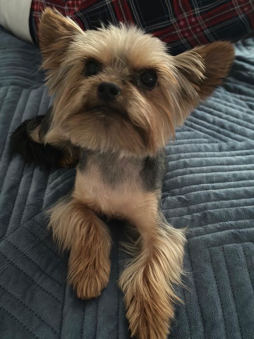 Вязка йоркширский терьер