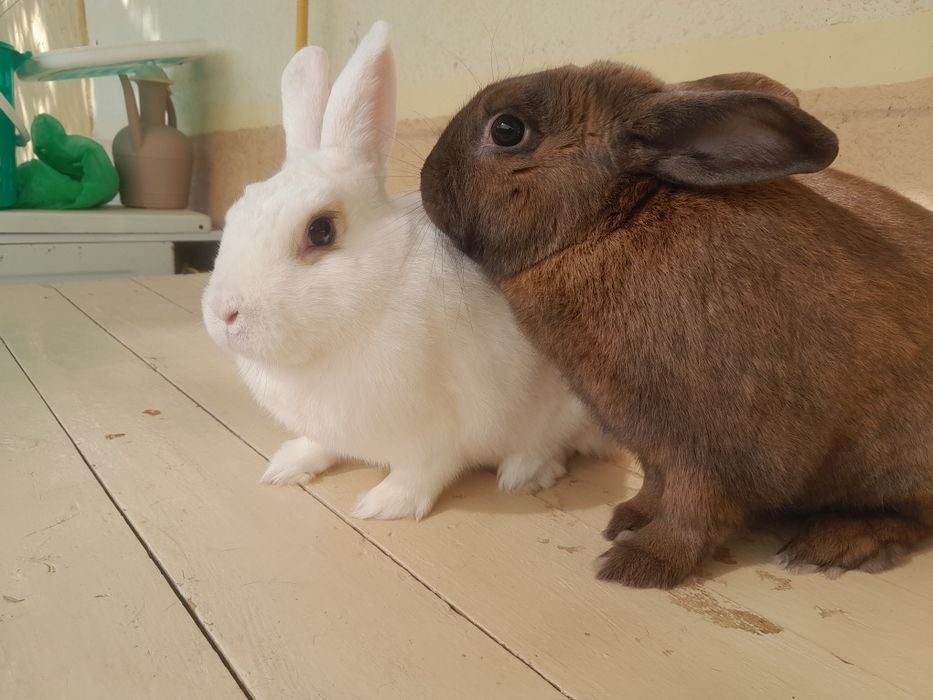 Quyon 1 juft samest samka karlik