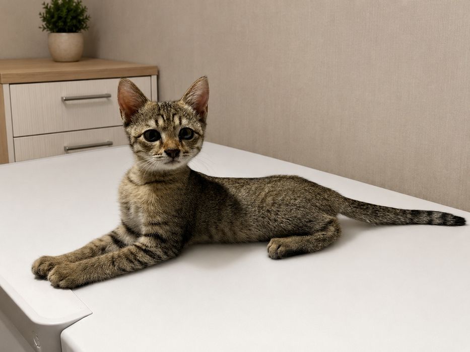 Котята ищут любящий дом