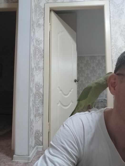 Продам ожерелового попика.