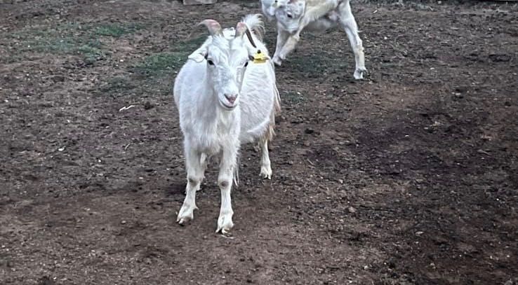 Козы сатылады лактарымен