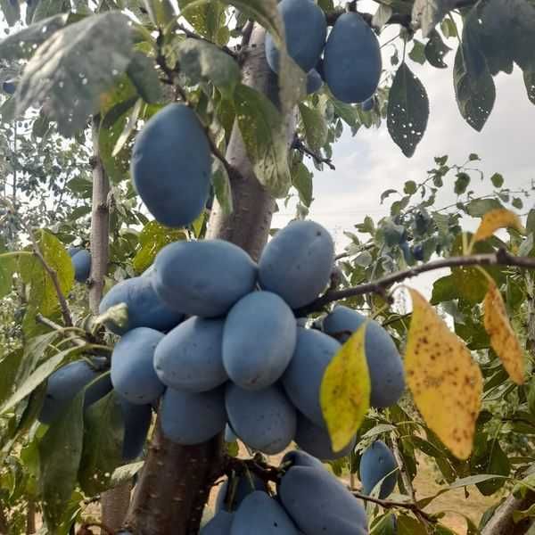 Prune STANLEY de vânzare