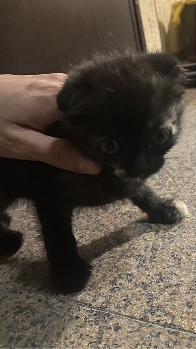 Котенок домашняя