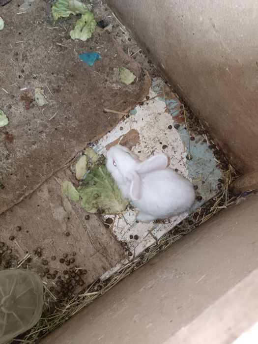 Бугуз куйон сотилади тез кунларда тугади