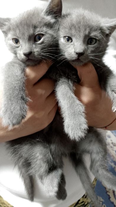 Котята бесплатно