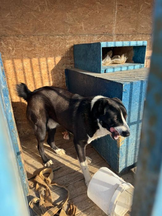 Алабай 1 год