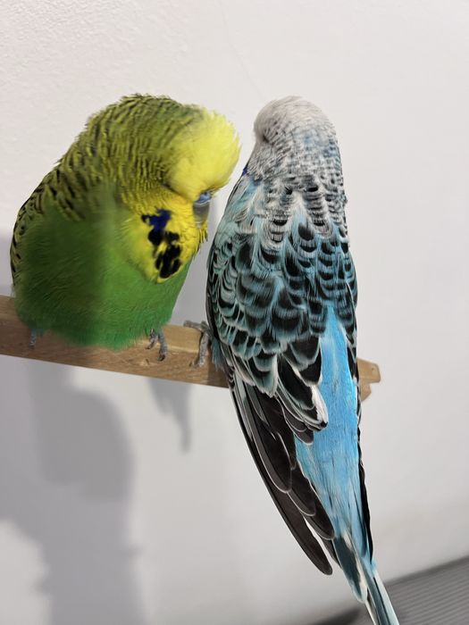 Perusi standard …..