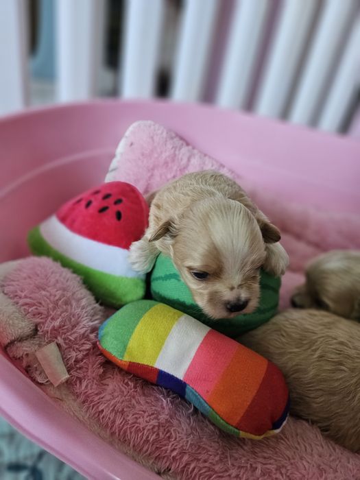 Шикарные щенки мальтипуF1