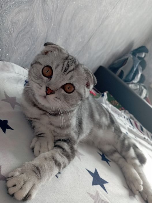 Ищу кошку для вязки