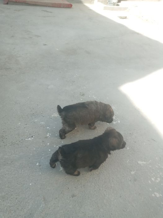 Собака отдам в хорошие руки