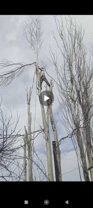 Дарахт кесиш Услуги бензопила по доступной цене. Daraxt kesish