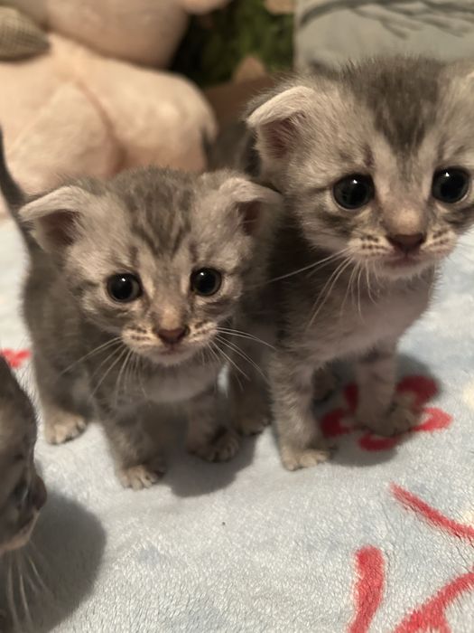 Вислоухая котята