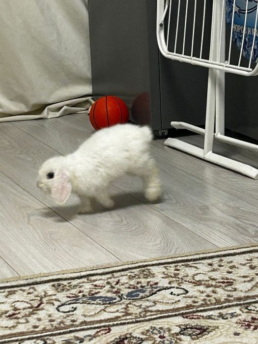 Кролик карликовый срочно