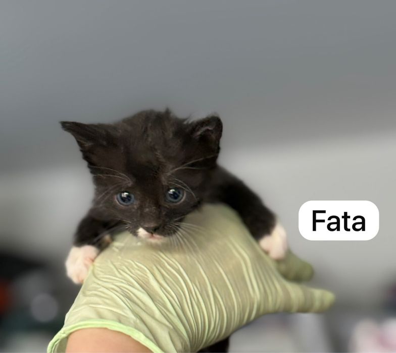 Pui pisica spre adoptie