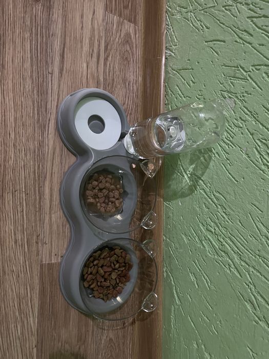 Шотландские кошка