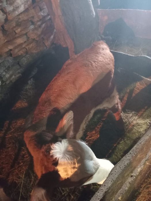 Продам тёлочку.