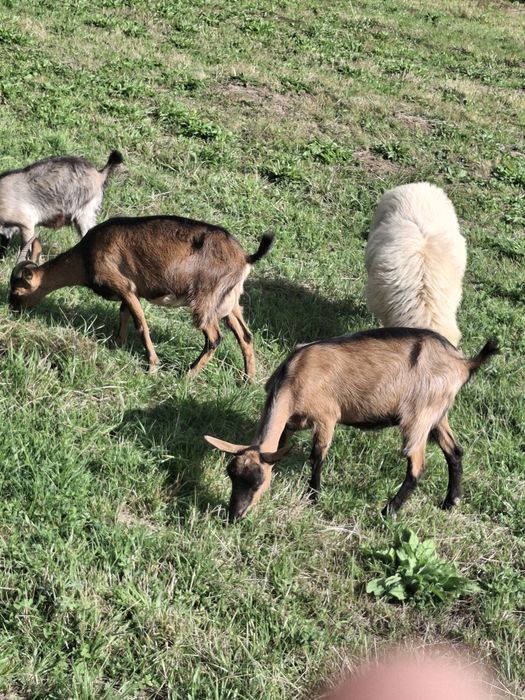 2 capre alpin francez de vănzare