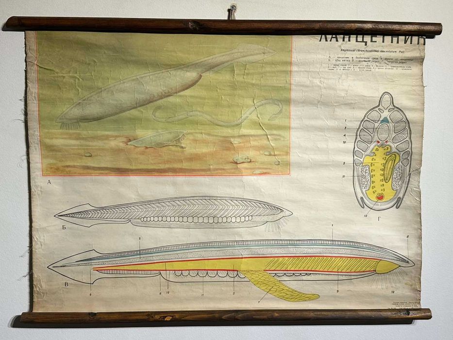 Соц Учебни Плакати Постери Биология