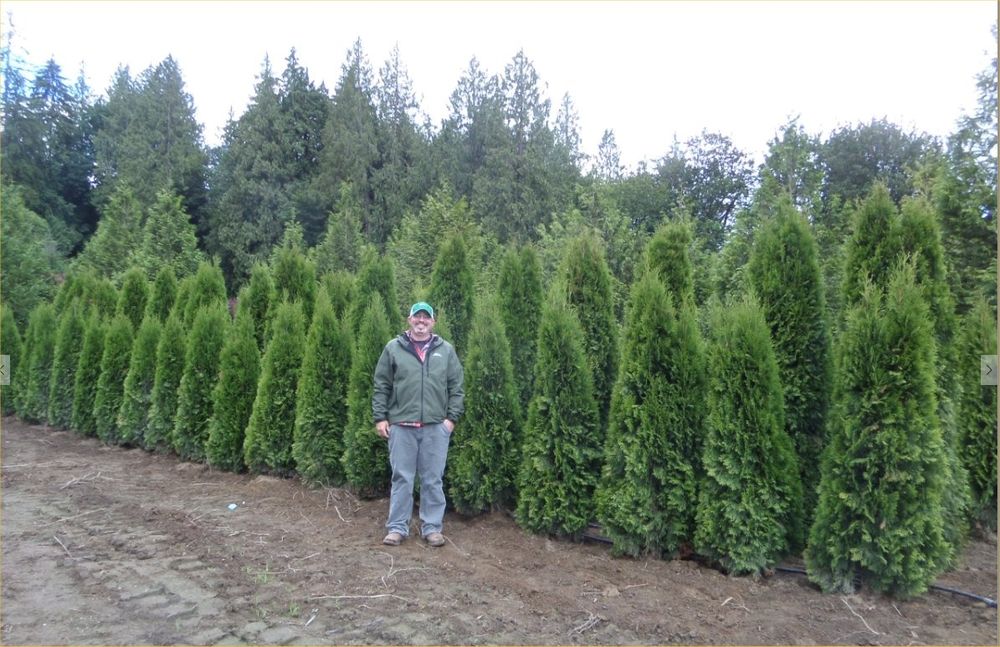 Tuia smarald, columnaris, occidentalis leylandii brabant tei mesteacan